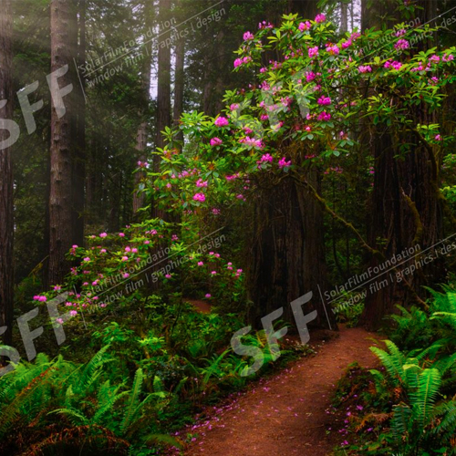 Enchanted forest
