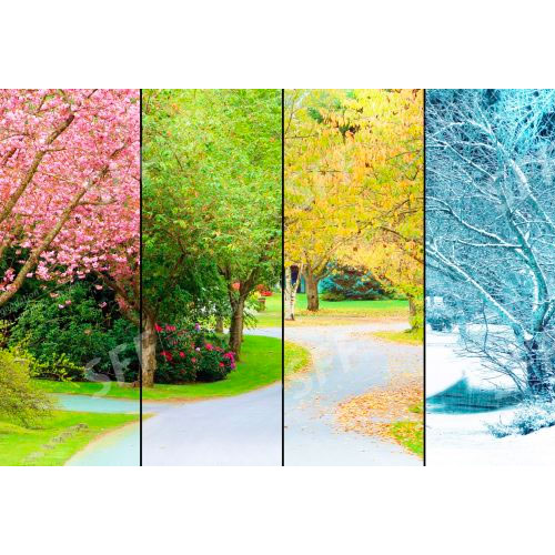 A tree lined street
