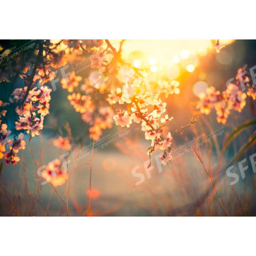 Beautiful nature scene with blooming tree