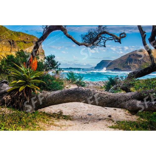 Nature around The Hole in the Wall at Coffee Bay